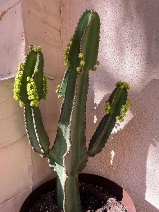 Casa Cactus Paraiso Parque Holandes Zewnętrze zdjęcie