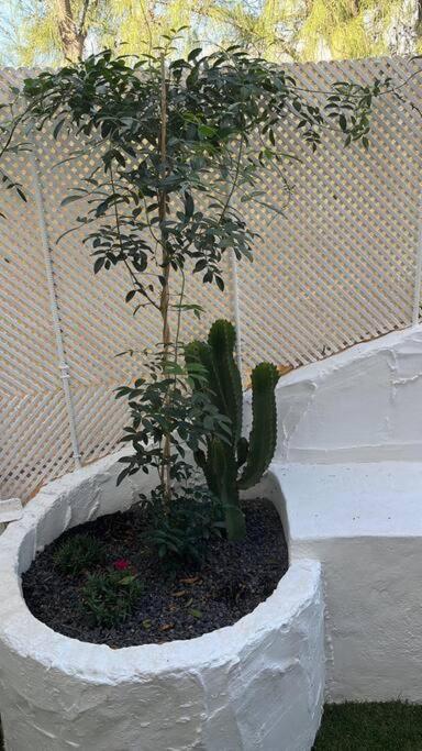 Casa Cactus Paraiso Parque Holandes Zewnętrze zdjęcie
